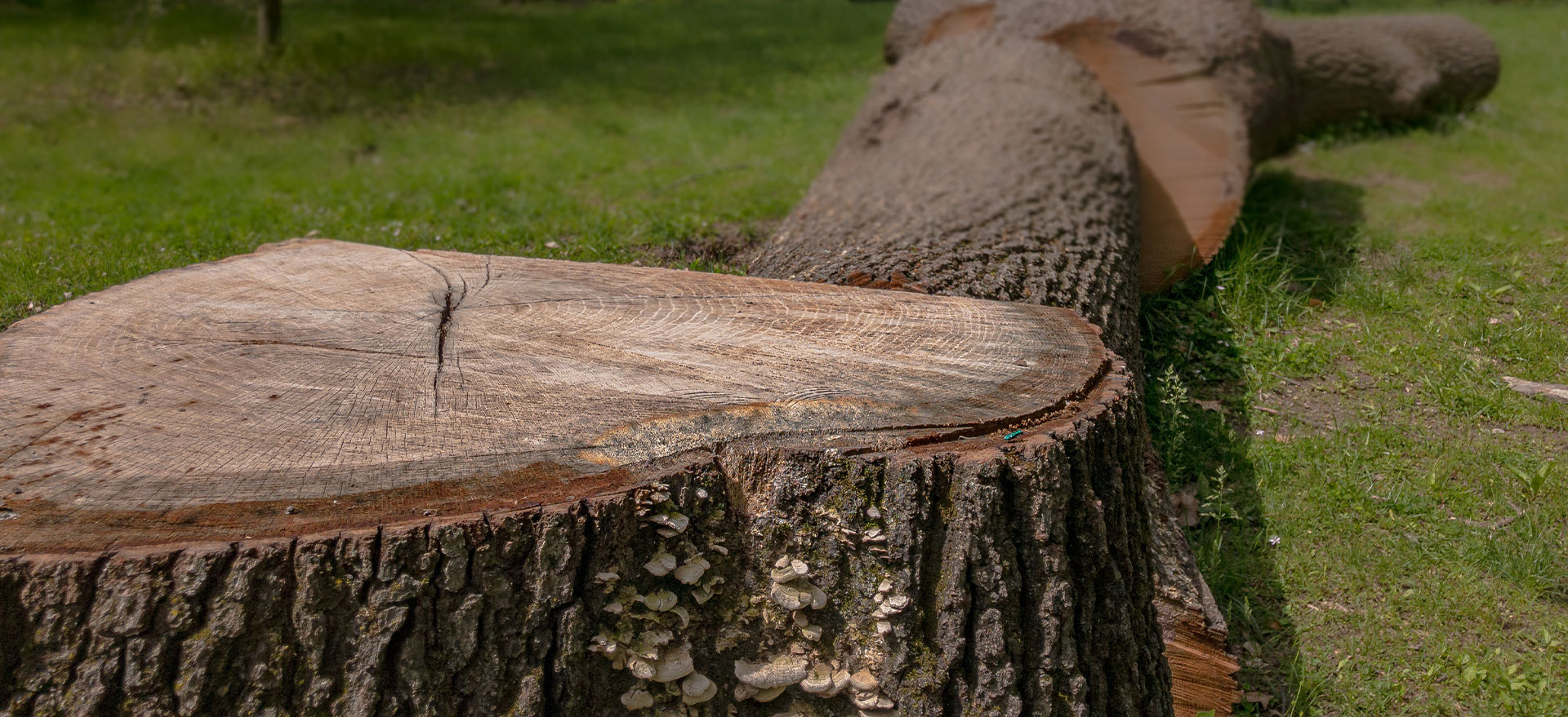 Black Bear Tree Surgery